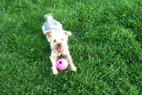 A mixed-breed dog named Tumbles is lying down on green grass, looking relaxed, with a red chew toy nearby.