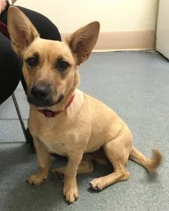 A mixed-breed dog with a curious expression