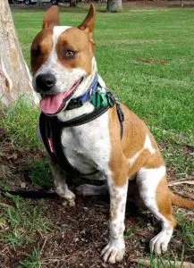 A mixed-breed dog with a sturdy build and an intelligent expression