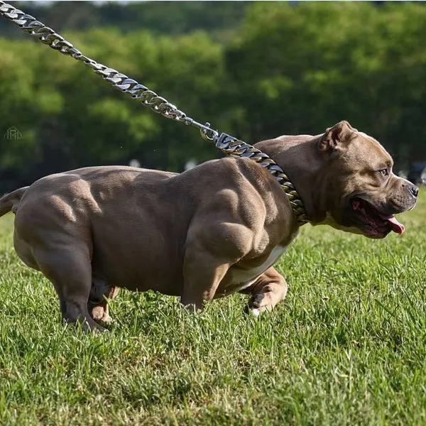 A muscular American Bully dog posing confidently.