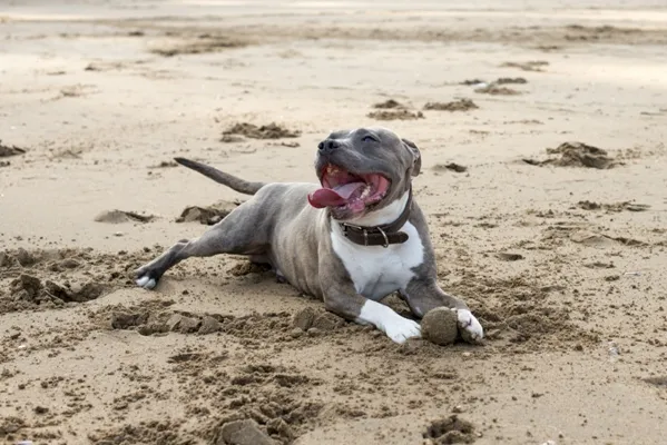 A muscular Staffordshire Bull Terrier, a medium-sized dog known for loyalty and protective nature towards family, sitting outdoors.