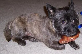A neatly groomed Cairn Terrier, looking bright and refreshed after a visit to the groomer, reflecting the clean contrast to a "scruffy the dog book" character.