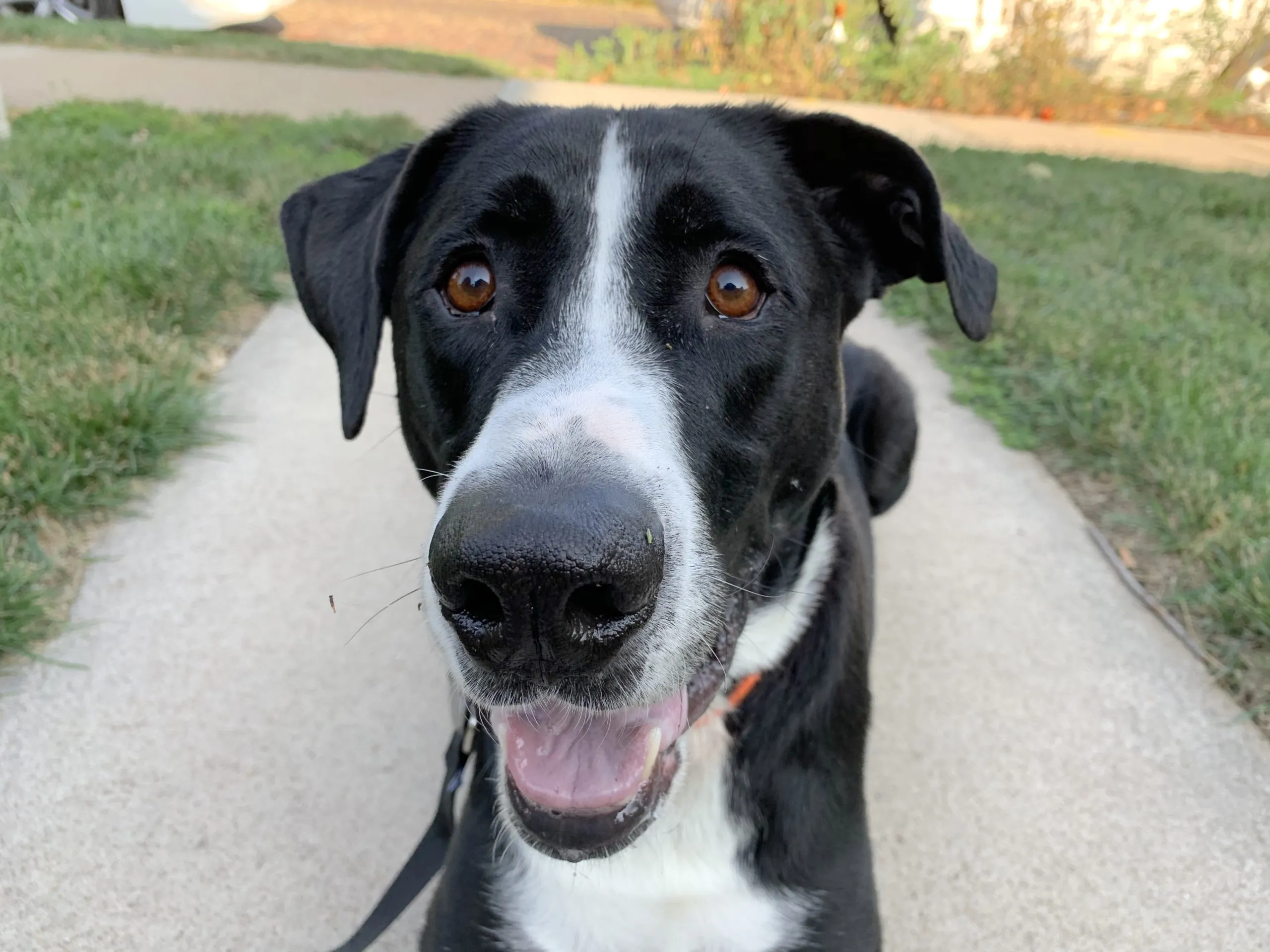 A nervous dog looking out a window
