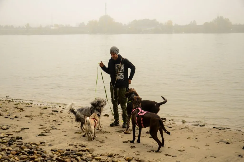 A new dog calmly observing its surroundings during an adaptation period, crucial for successful group integration in dog walking services.