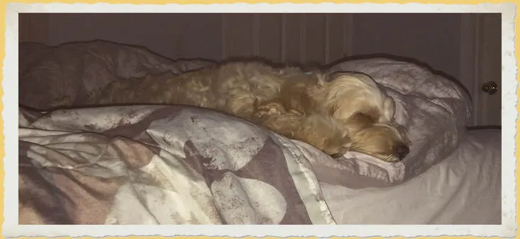 A pampered Labradoodle named Josie, showing her luxurious side.