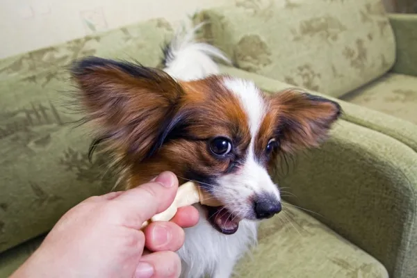 A Papillon dog gnawing on a rawhide, which is not recommended for diabetic dogs or non-diabetic dogs due to potential health risks.