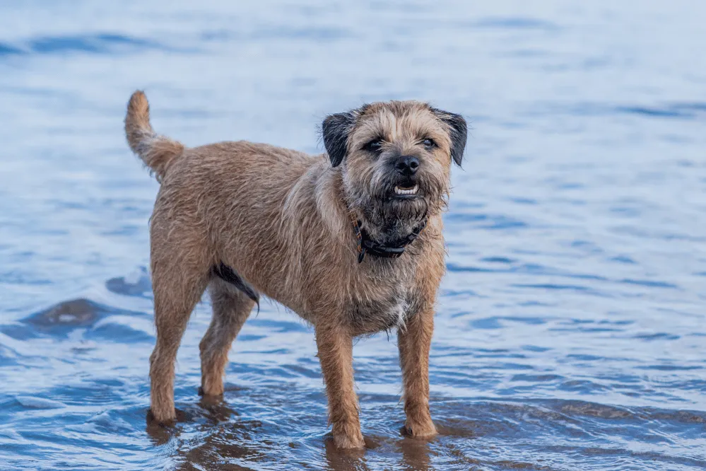 A Papillon with distinctive butterfly-like ears