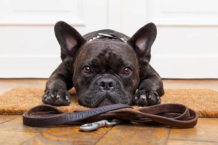 A patient French Bulldog sits by the door with a leash, demonstrating readiness for a walk after successfully learning to signal.