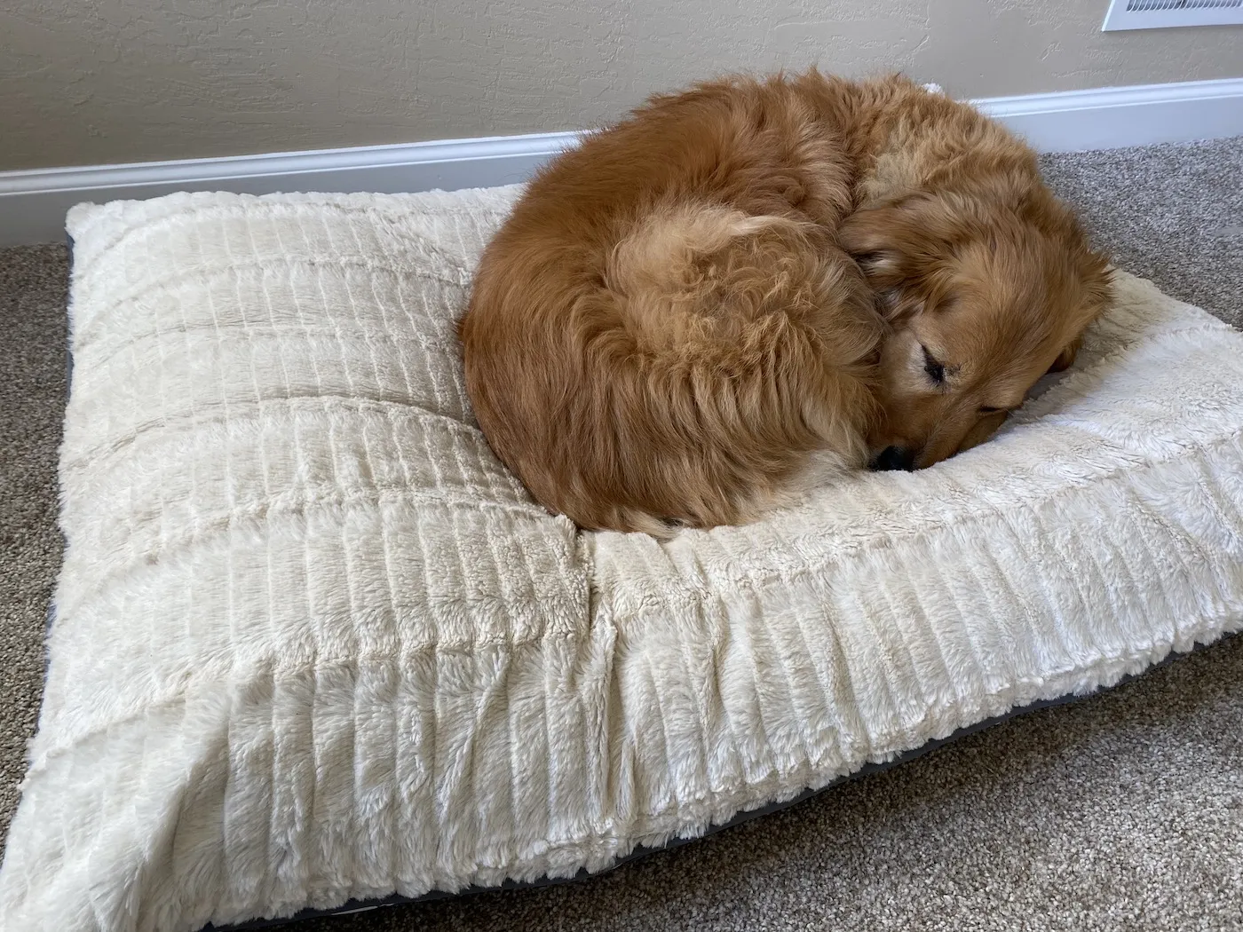 A peaceful dog sleeping on an owner's lap during a conference call, illustrating dog companionship