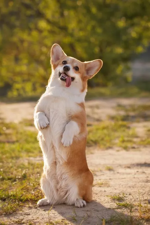 A Pembroke Welsh Corgi sitting up on its hind legs, begging outdoors.