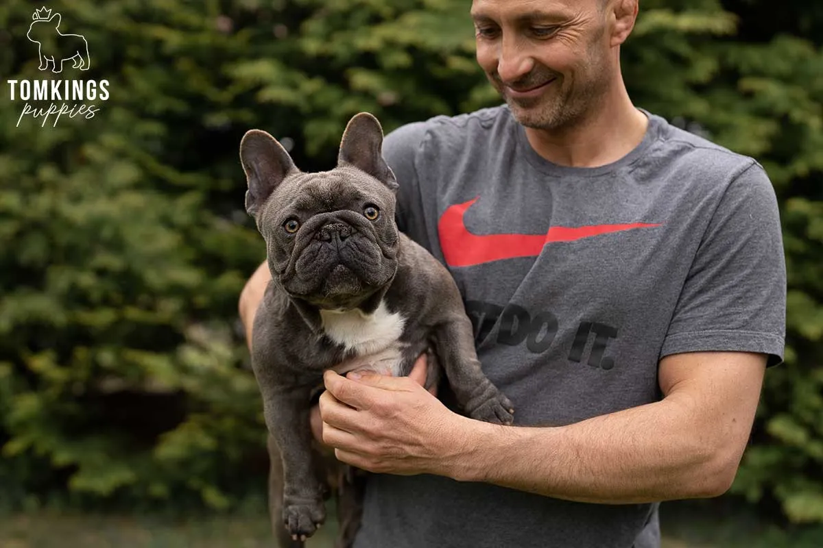 A person gently guiding a French Bulldog puppy to take a step