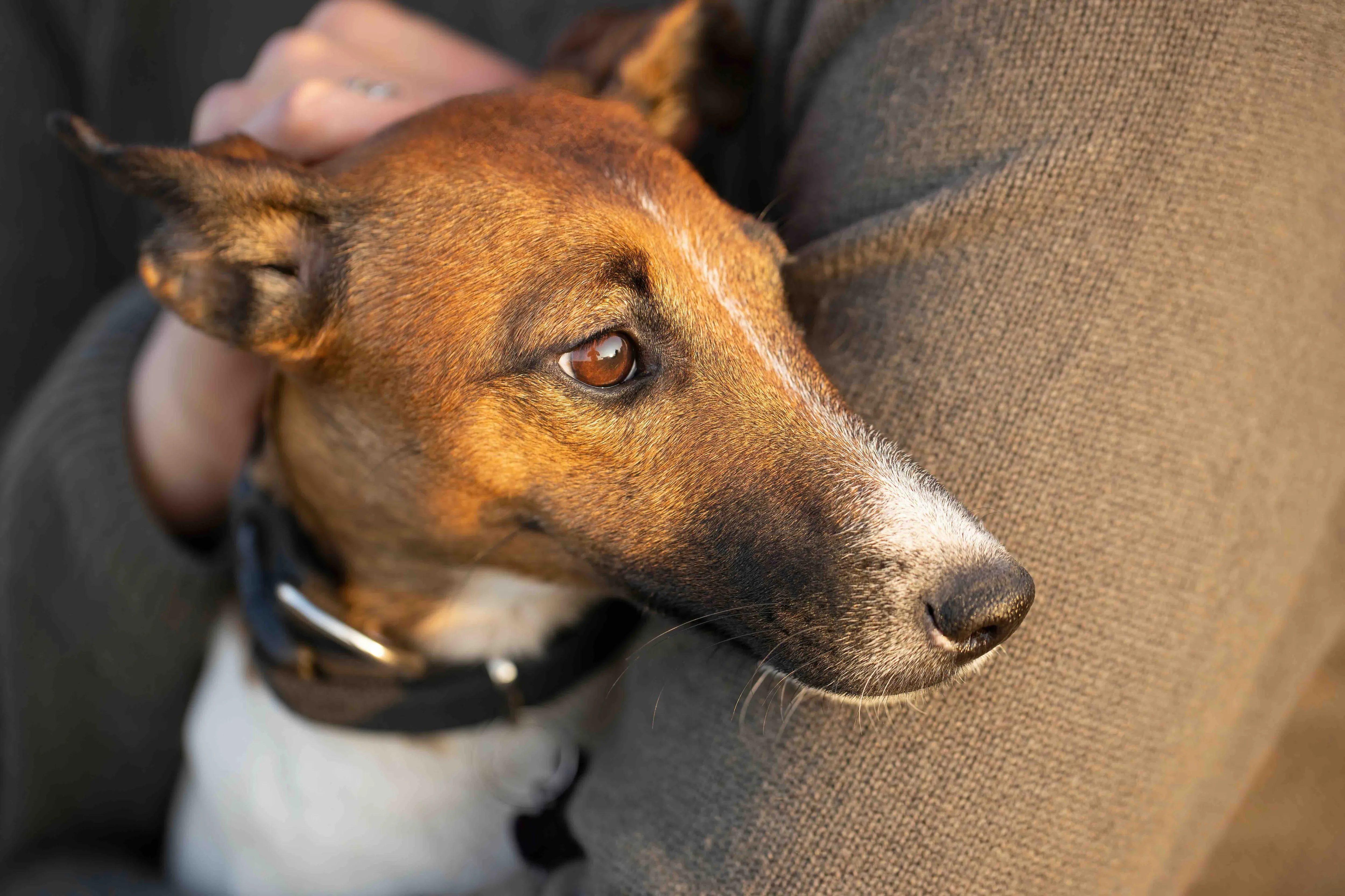 A person gently holding a Smooth Fox Terrier, emphasizing the breed's affectionate nature and suitable size for companionship. This picture shows the close bond possible with these charming Fox Terriers.