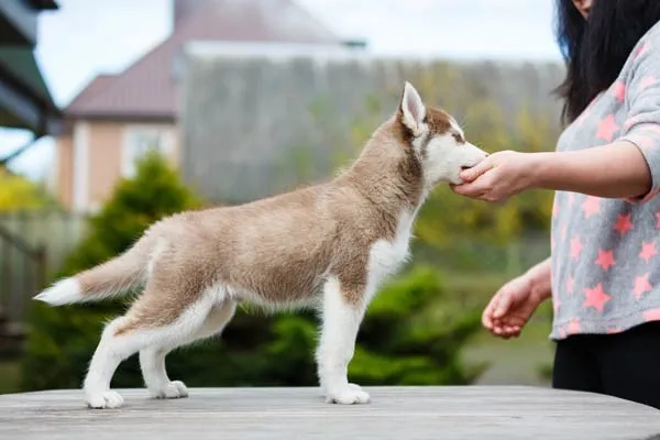 A person giving hand signals to a dog during training