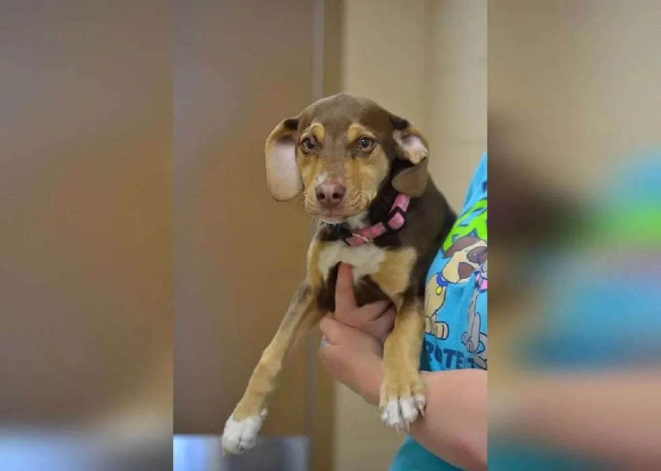 A person holding a brown dog
