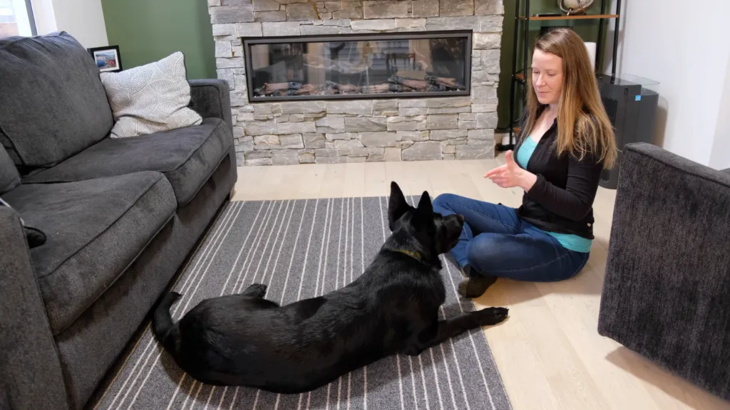 A person is giving a verbal cue and hand signal to a dog before starting the lure for the 'play dead' trick.