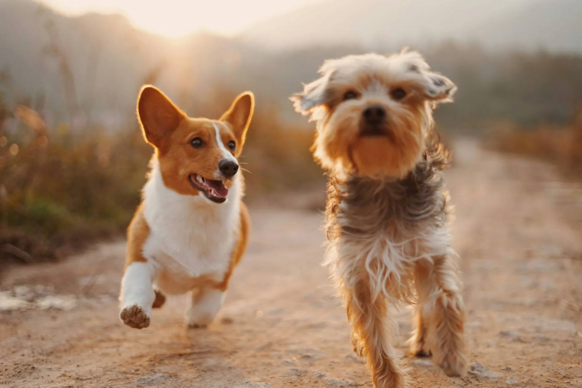 A person petting a happy dog