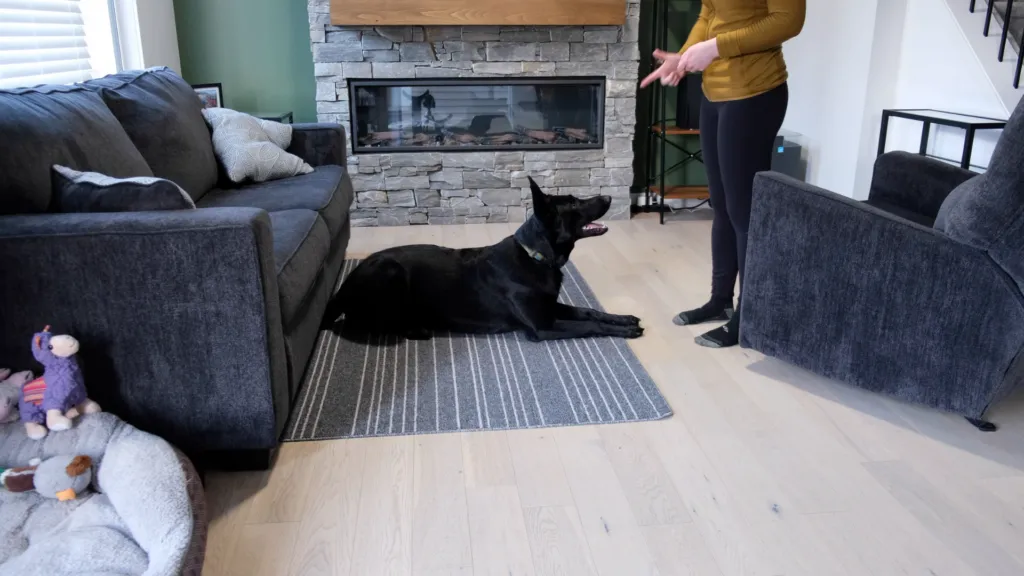 A person standing and giving a verbal cue to a dog lying down.