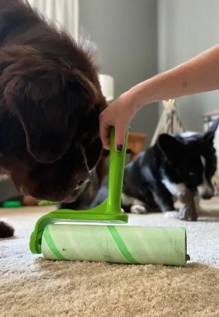 A person using a large, long-handled lint roller to remove dog hair from a carpet