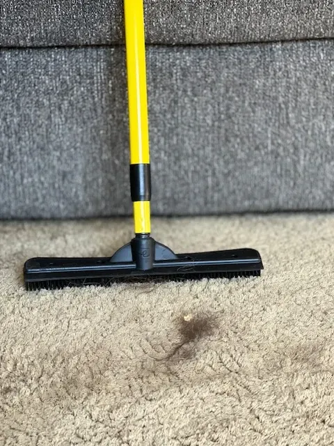 A person using a rubber carpet rake to collect dog hair from a carpet
