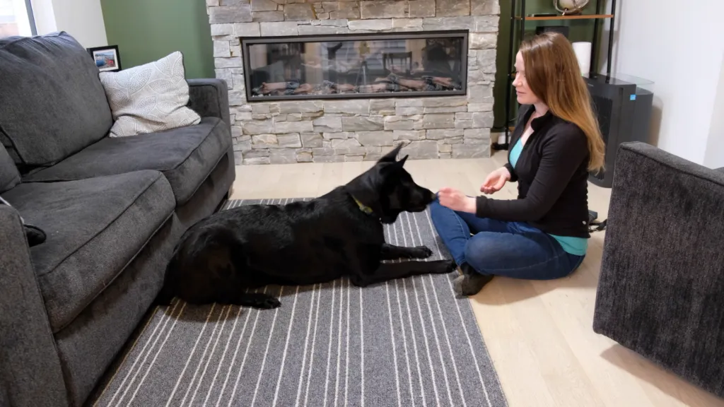 A person using a treat to lure a dog into lying on its side.