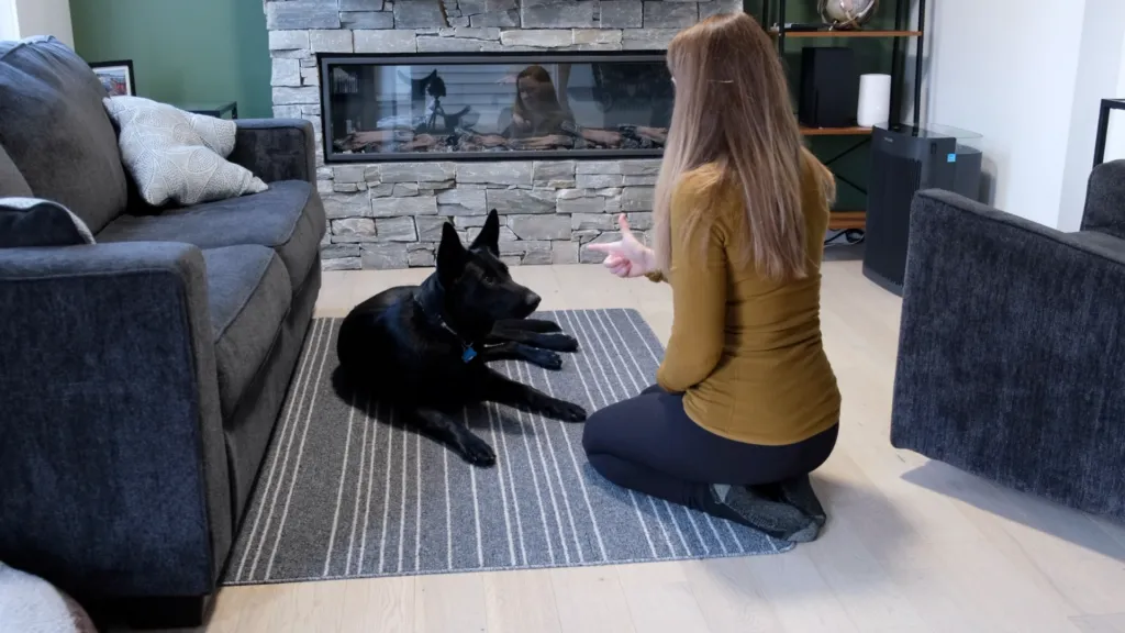 A person using an empty hand to guide a dog into the play dead position.