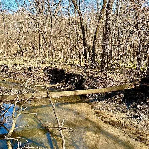 A picture of a fallen log bridging a river, similar to where Banjo the Australian Shepherd's owner had her accident.