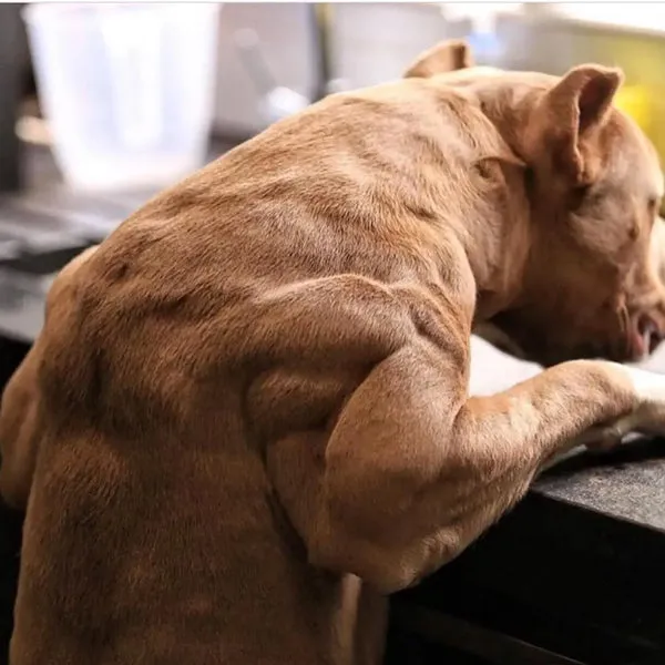 A pit bull breed dog with excellent muscle tone, a result of quality food.