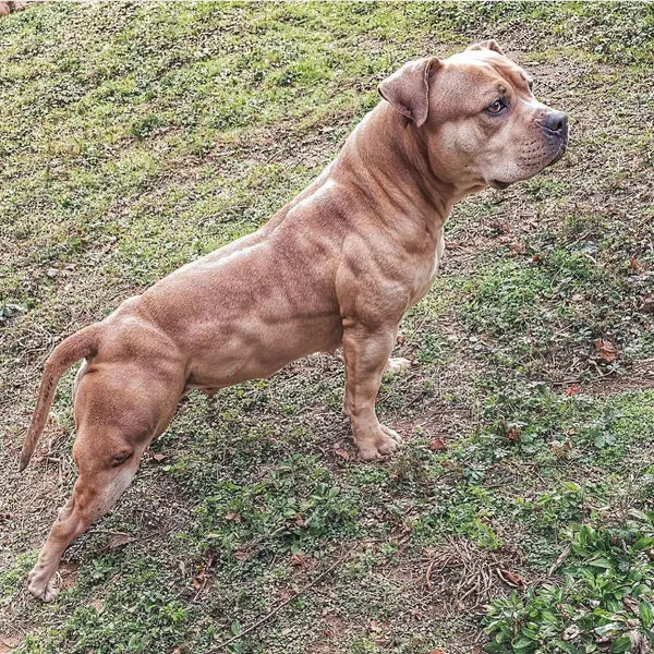 A pit bull dog with well-developed muscles, a result of Bully Max muscle gain chews.
