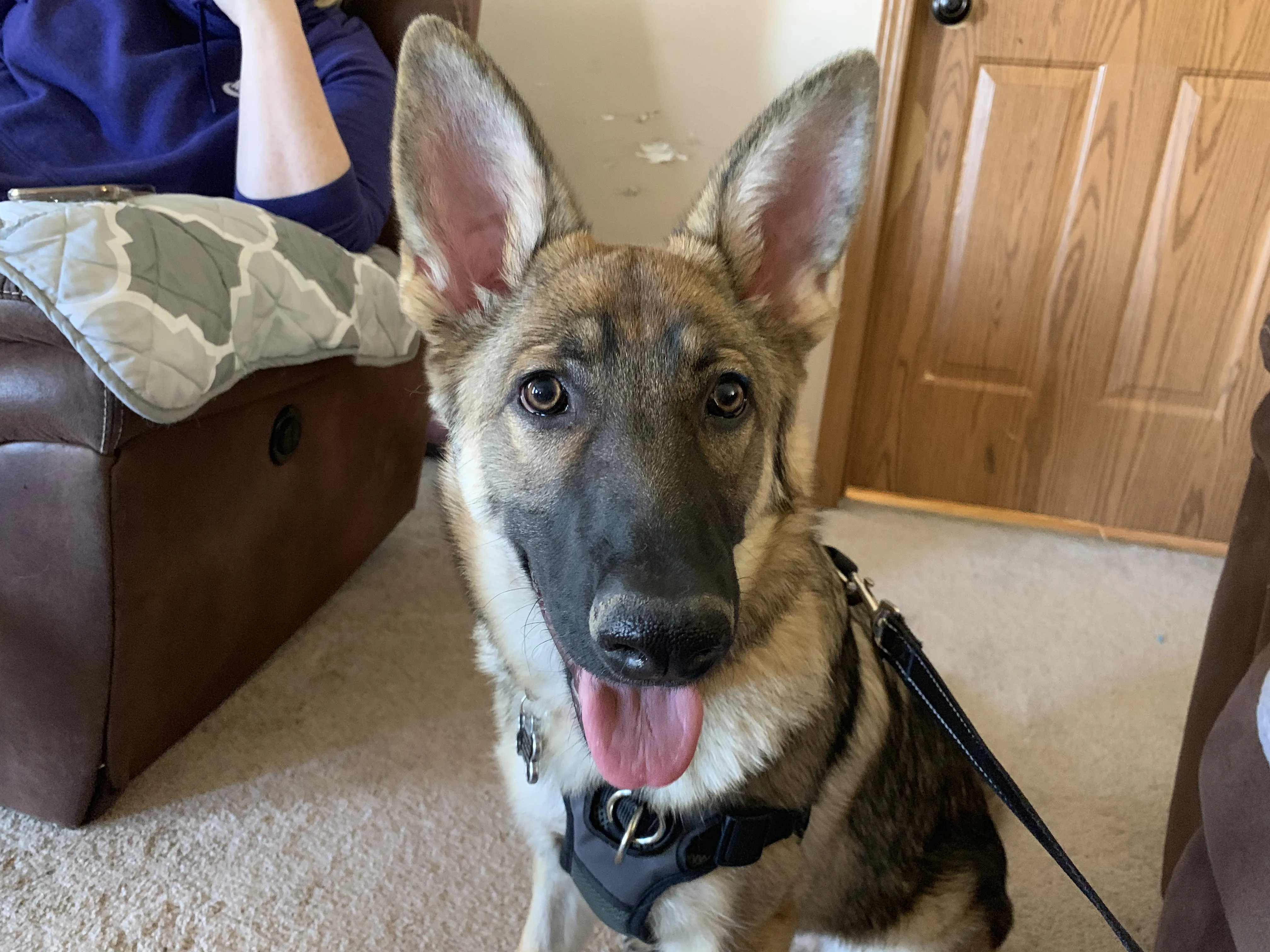 A playful 4-month-old German Shepherd puppy with its tongue out, looking at the camera.