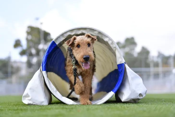 A playful Airedale Terrier navigating an agility tunnel during a basic training session.