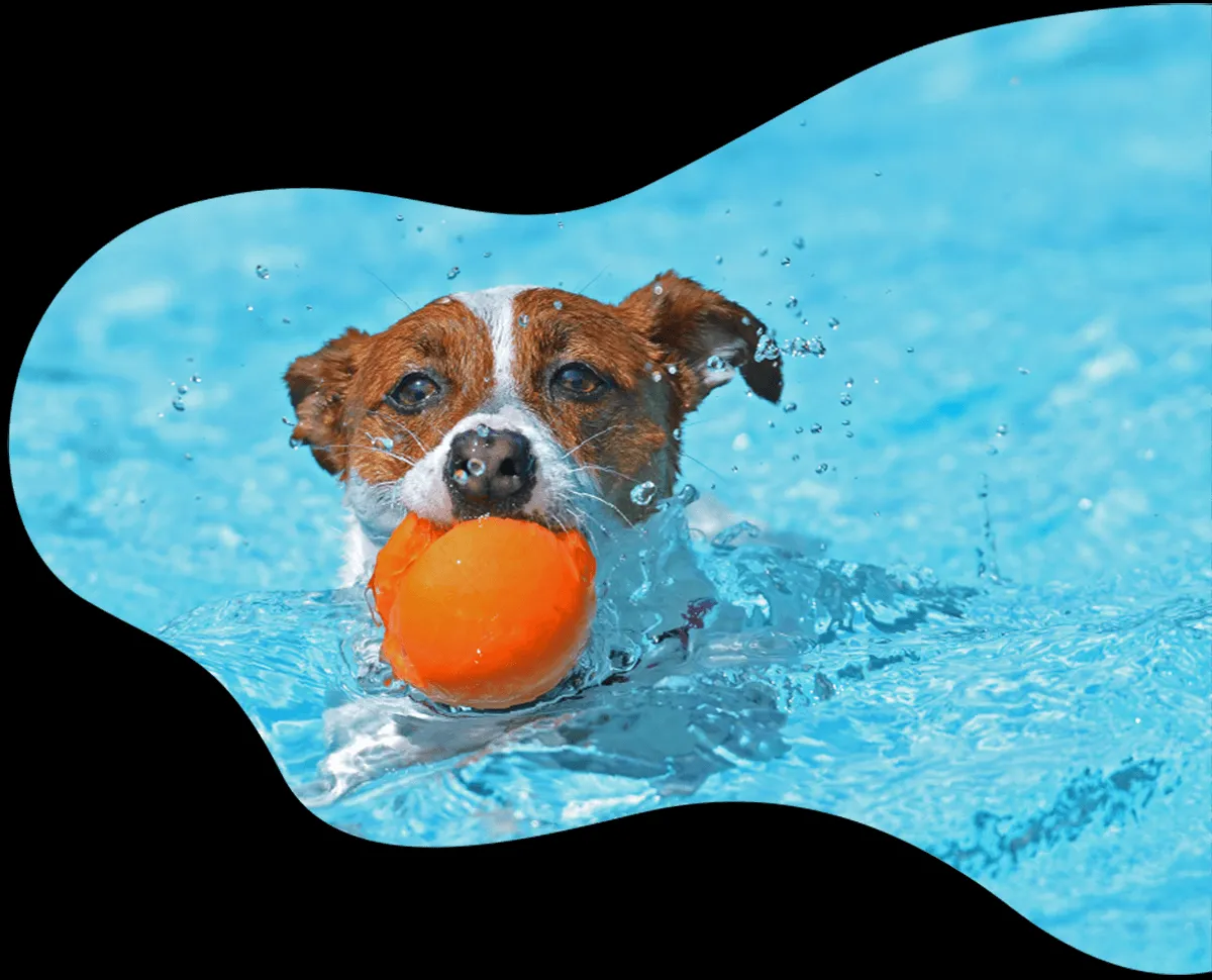 A playful dog running happily through an open field, enjoying an outdoor adventure