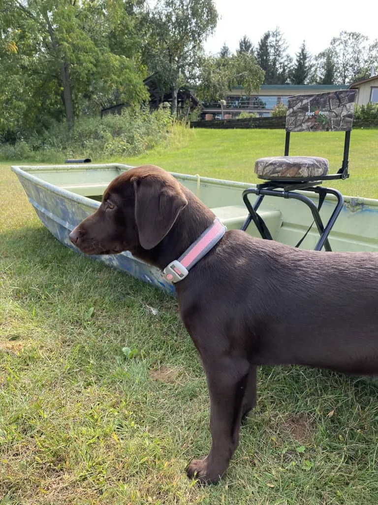 A playful four-month-old Labrador puppy sitting outdoors.