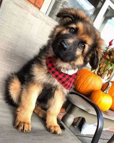 A playful German Shepherd puppy with its tongue out