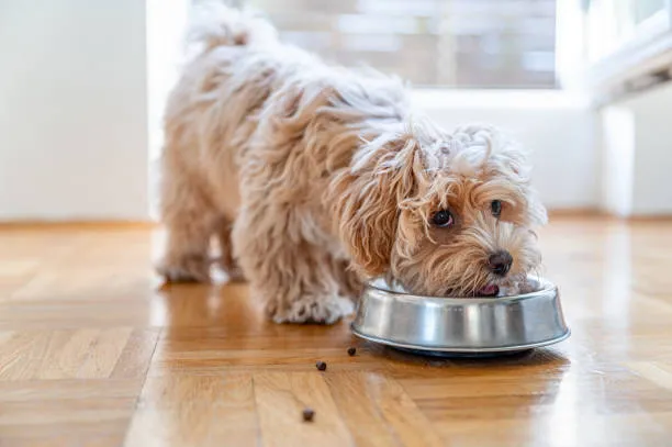 A playful maltipoo puppy enjoying its meal