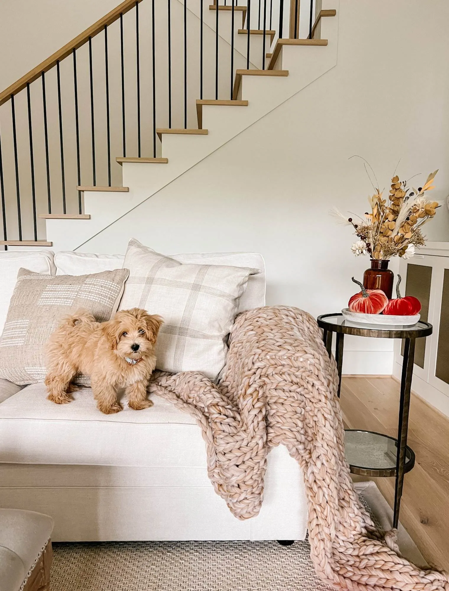A playful Maltipoo puppy sitting on a rug.