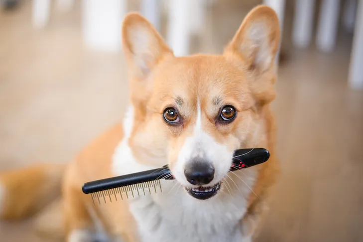 A playful Pembroke Welsh Corgi holding a professional bristle brush, ready for its grooming session.