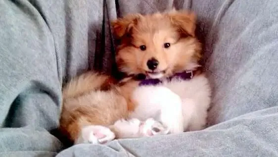 A playful sable Sheltie puppy, Kefir, enjoying a beanbag, demonstrating endless fun