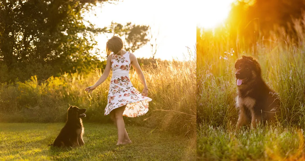 A playful three-month-old German Shepherd puppy with floppy ears, sitting attentively in a park setting.