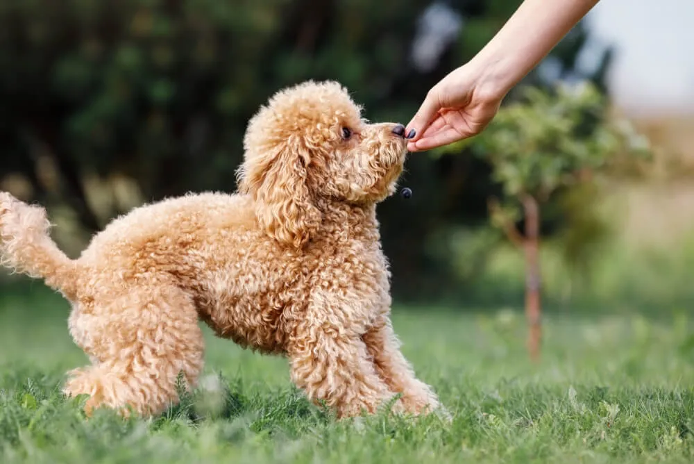 A playful Toy Poodle puppy looking at a bowl of kibble