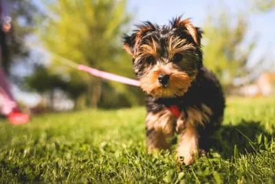 A playful Yorkshire Terrier puppy in a garden, looking curious.
