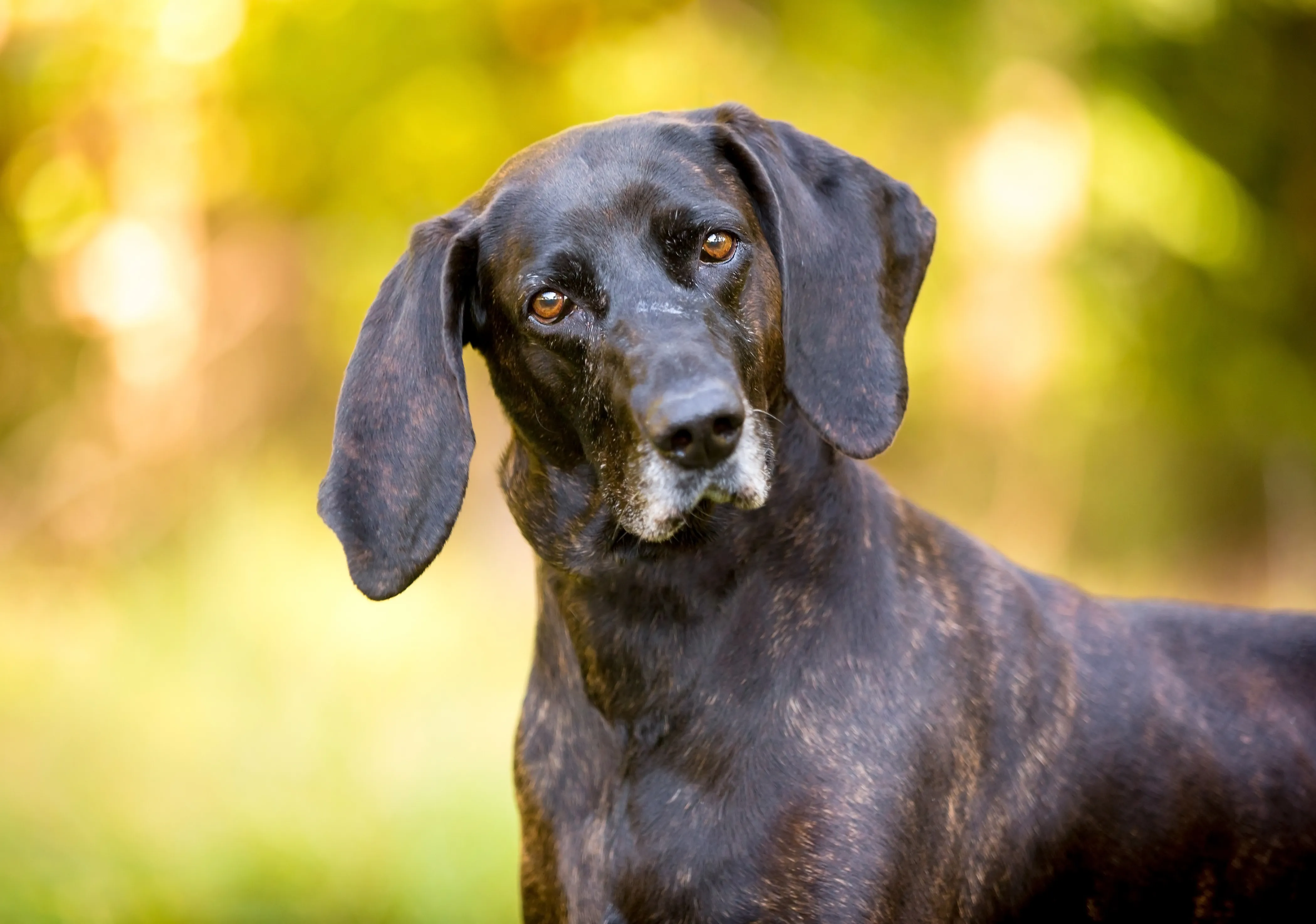 A Plott hound looks at the camera with sunny woods in the background.