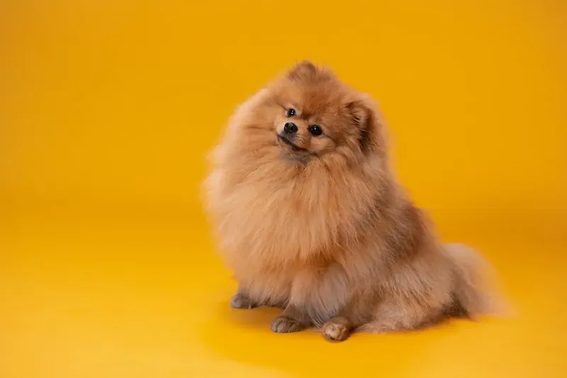 A Pomeranian sitting proudly, with fluffy fur.