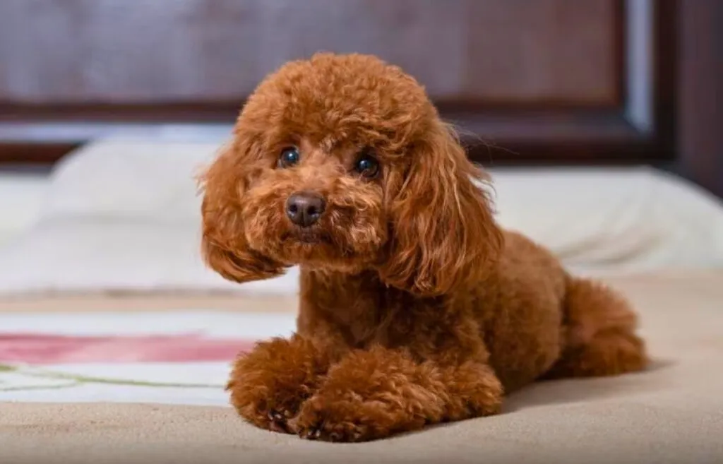 A Poodle with a curly red coat, expertly groomed.
