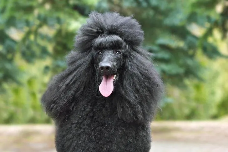 A portrait of a Poodle's head against an outdoor backdrop.