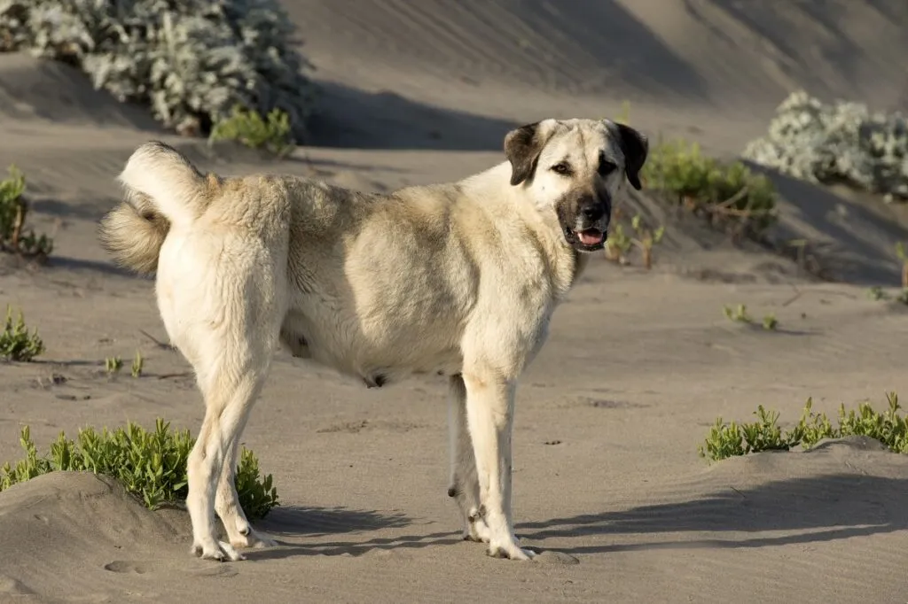 A powerful Anatolian Shepherd Dog with its short fawn coat, showcasing a dominant and protective presence among all shepherd breeds.