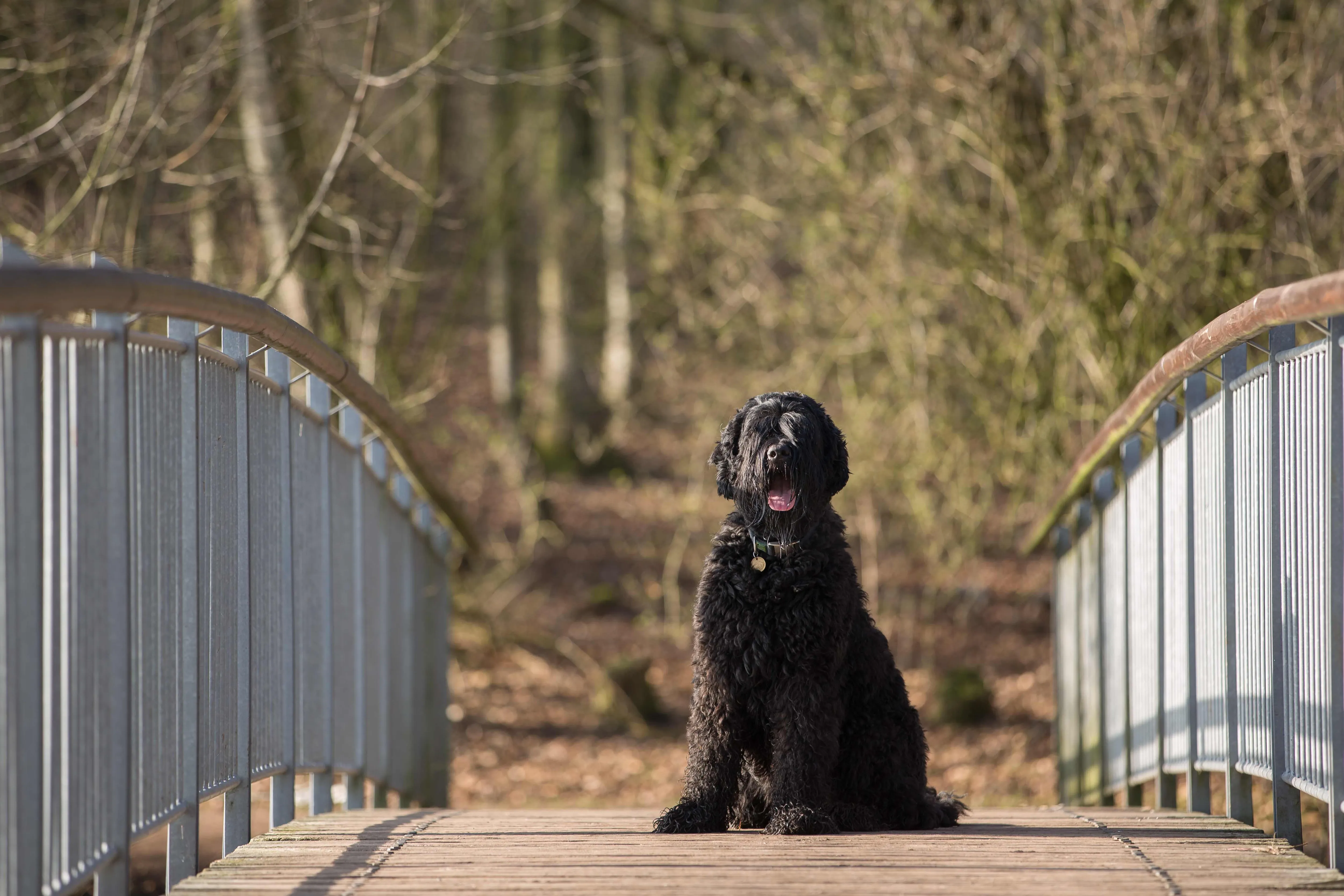 A powerful Black Russian Terrier sits alertly on a bridge, looking at the camera with a dignified and protective expression.
