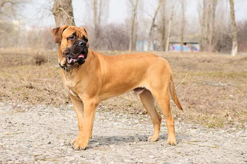 A powerful Bullmastiff, an imposing and loyal large protective dog breed, standing majestically outdoors.