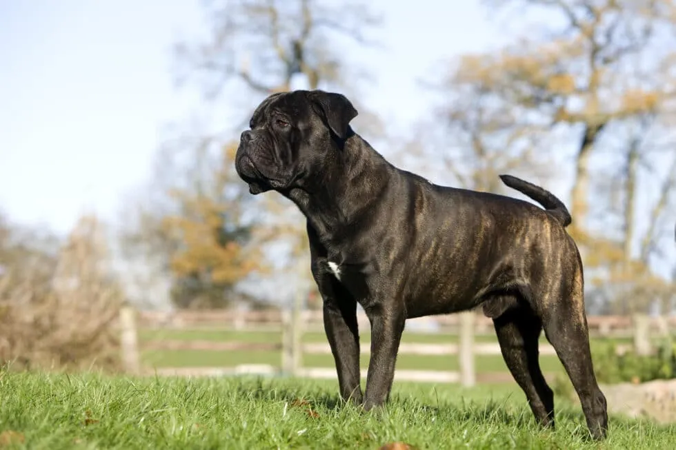 A powerful Cane Corso male standing confidently on green grass during a positive reinforcement training session.