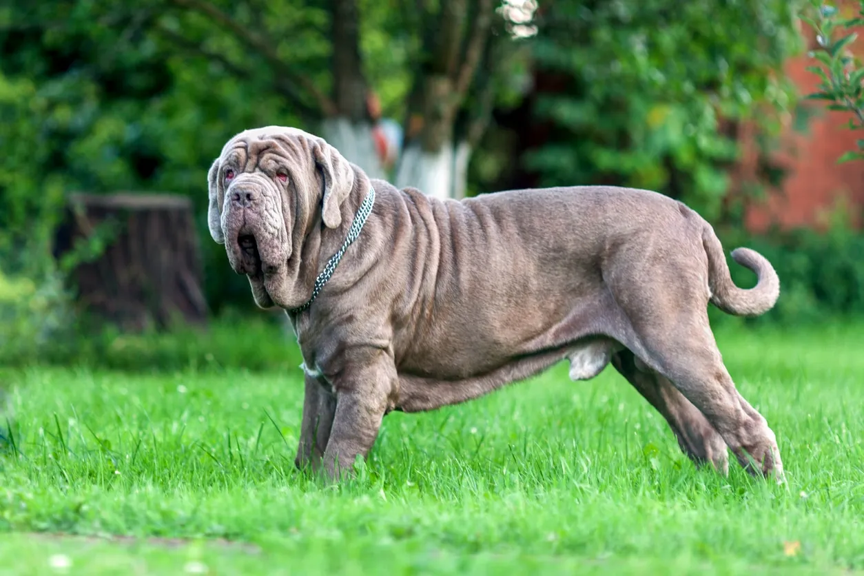 A powerful Neapolitan Mastiff stands proudly to the side, highlighting its distinctive loose skin and muscular physique.