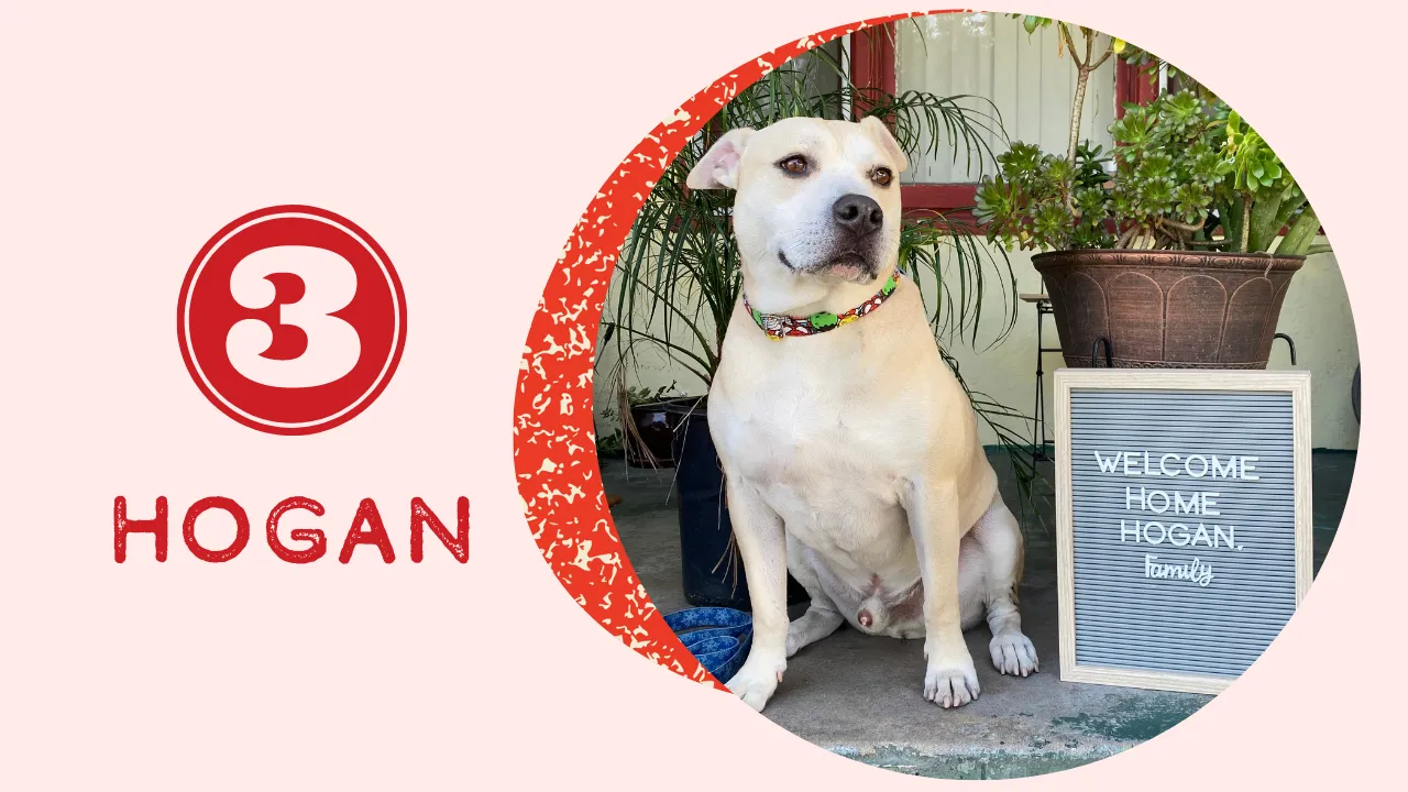 A powerful pit bull mix dog, Hogan, with a gentle expression, enjoying life with his owner, signifying his successful rescue and adoption.